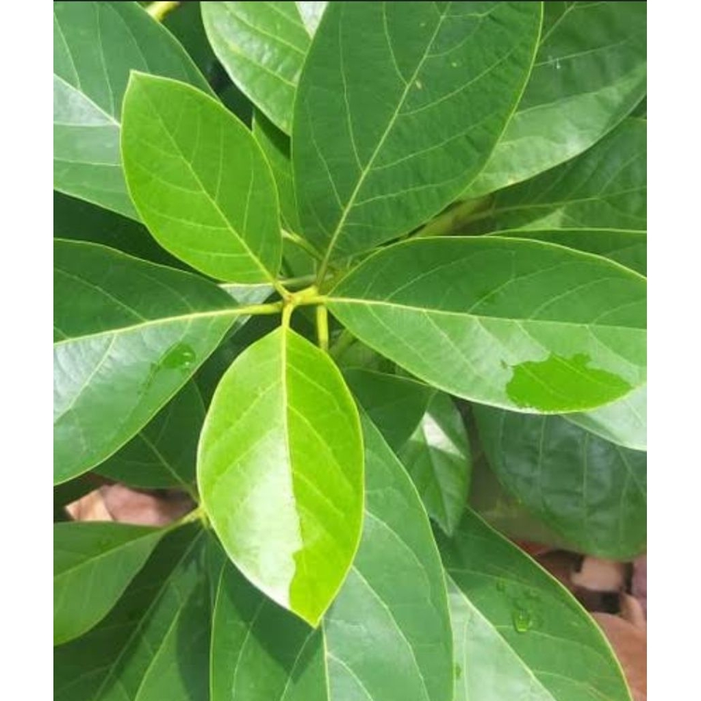 

Daun Alpukat segar Organik 1 Kg