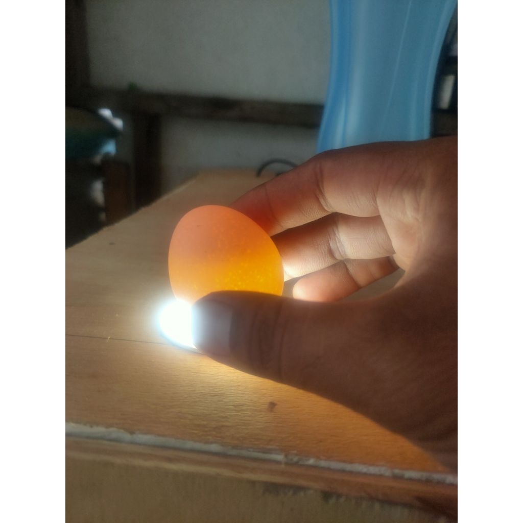 

telur tetas (fertil)