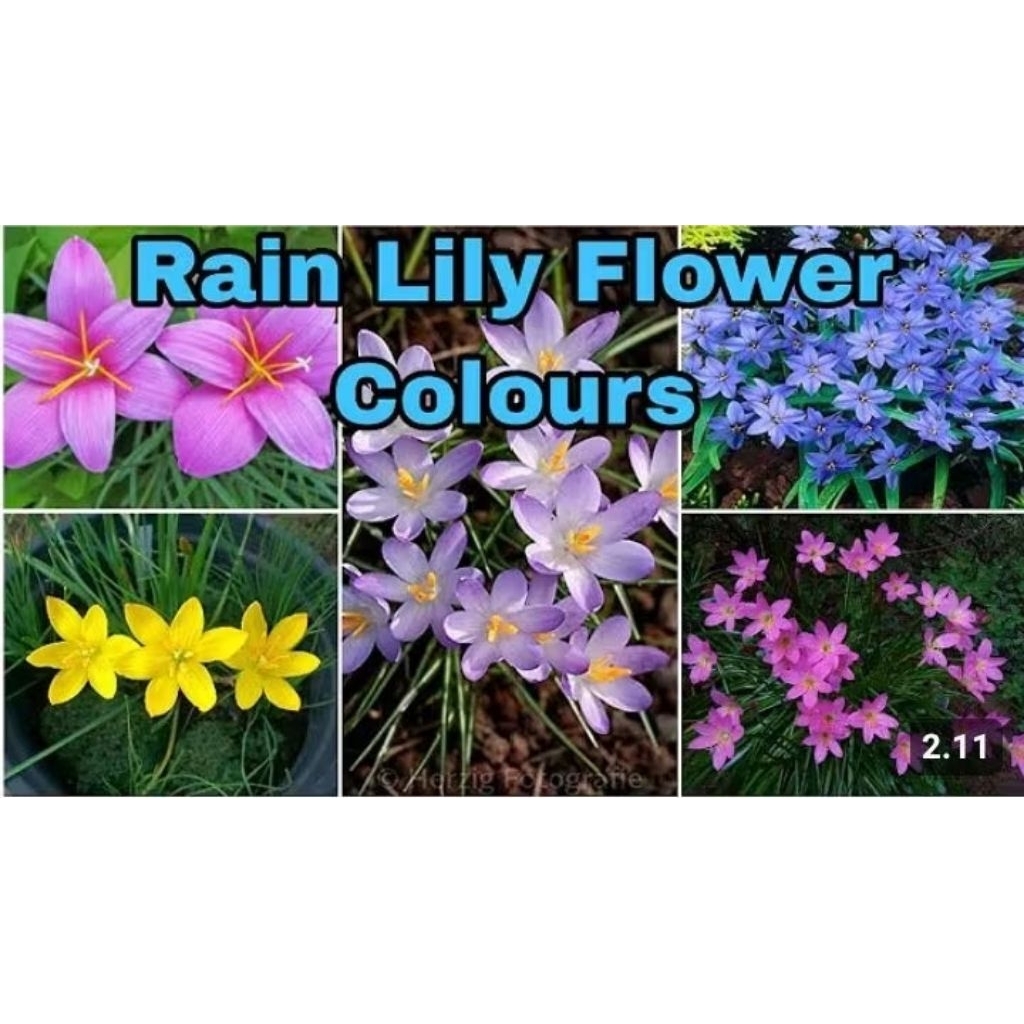biji benih bunga Rain lily flower colour