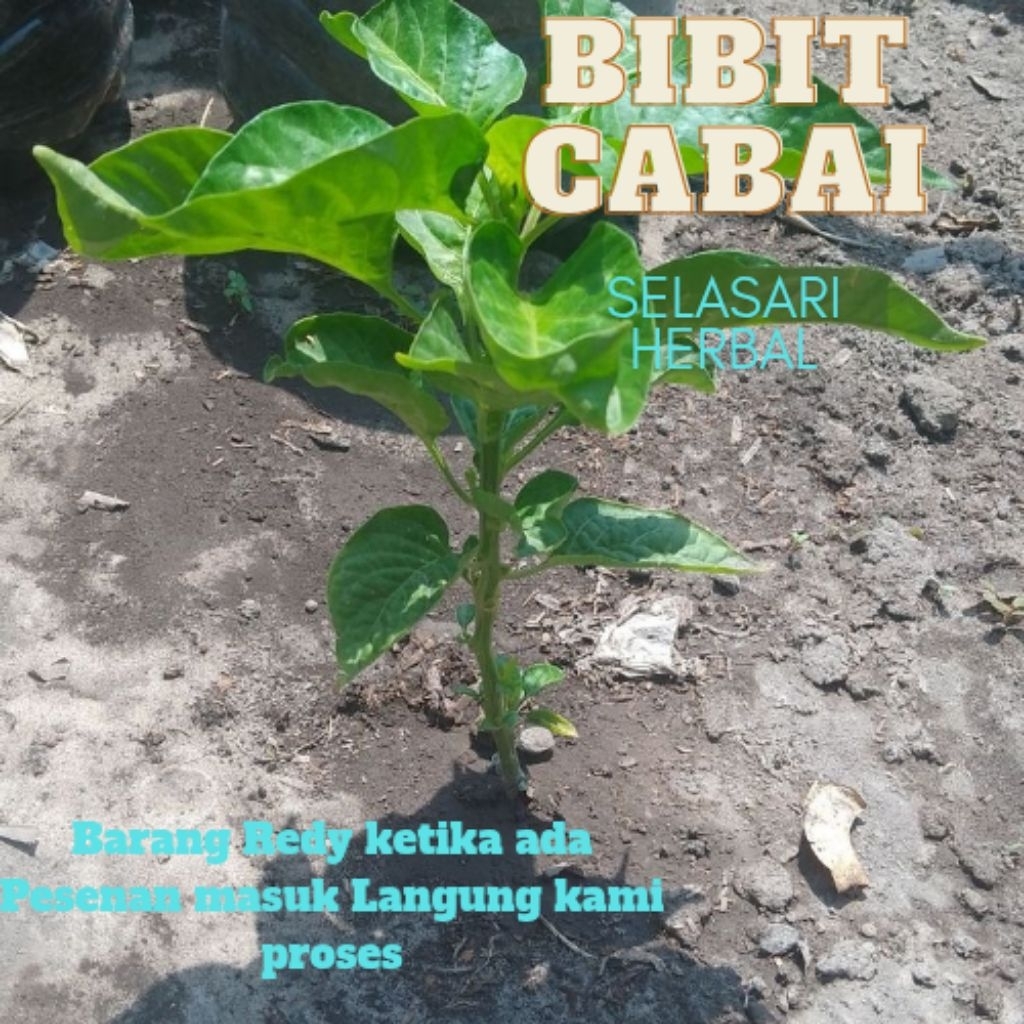 

murah paket 5 bibi cabe rawit ORI siap tanam
