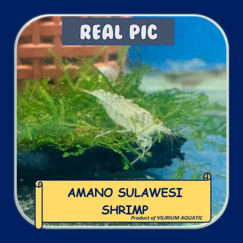 UDANG HIAS AIR TAWAR - UDANG HIAS AMANO SULAWESI / UDANG AQUASCAPE AMANO SULAWESI / AMANO SULAWESI S