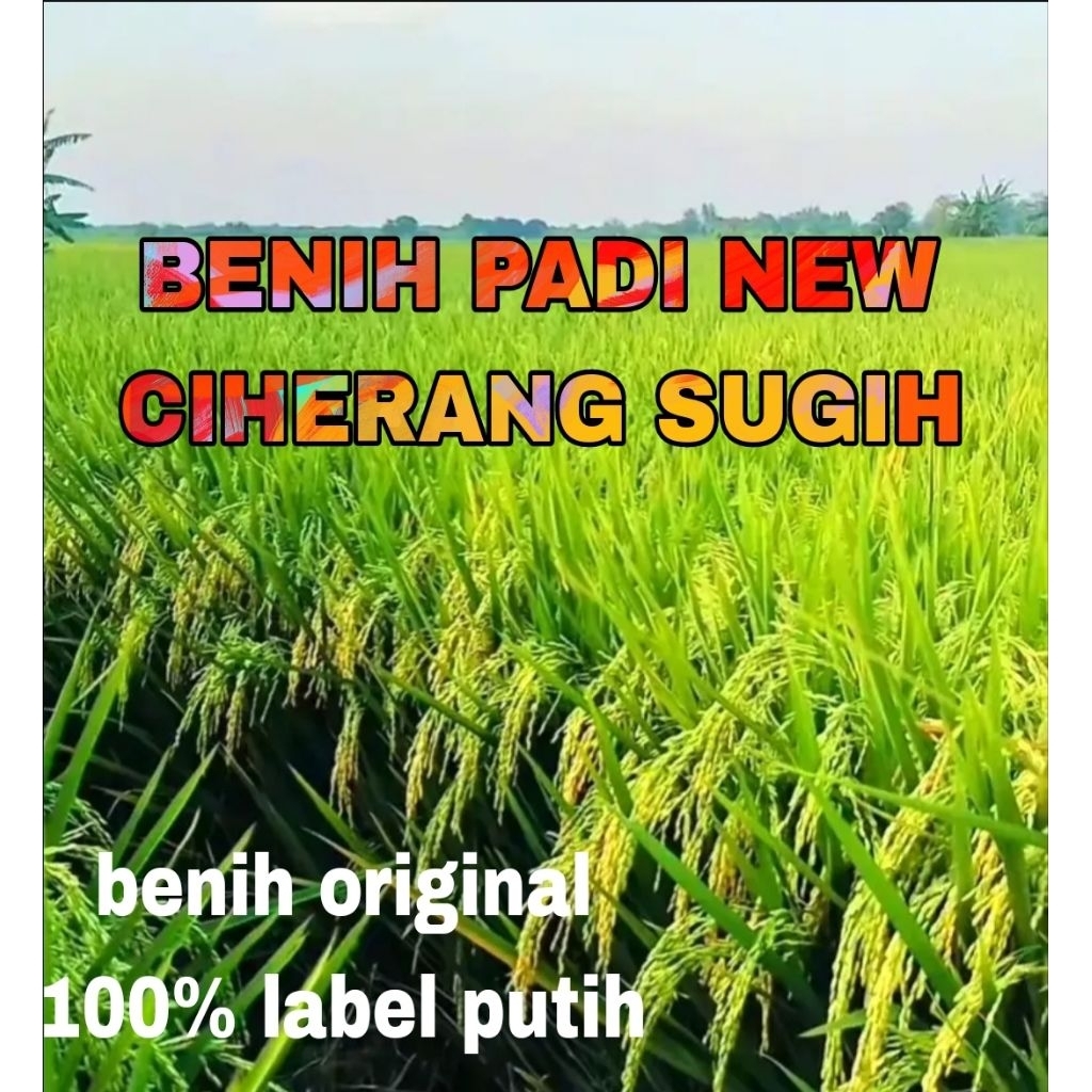 BENIH PADI 5KG CIHERANG SUGIH ORIGINAL BERLABEL PUTIH GABAH TERBARU SANGAT BERKWALITAS
