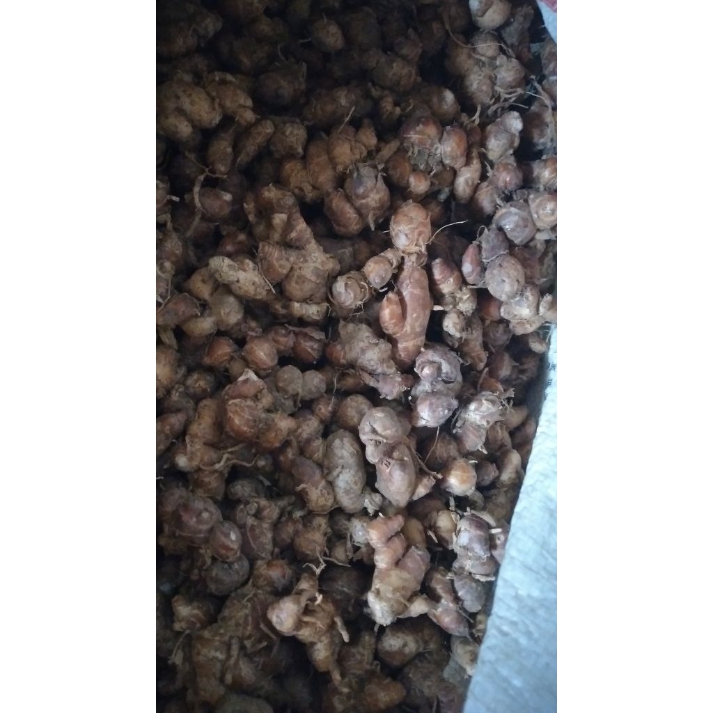 

kencur ciamis dan kencur jawa