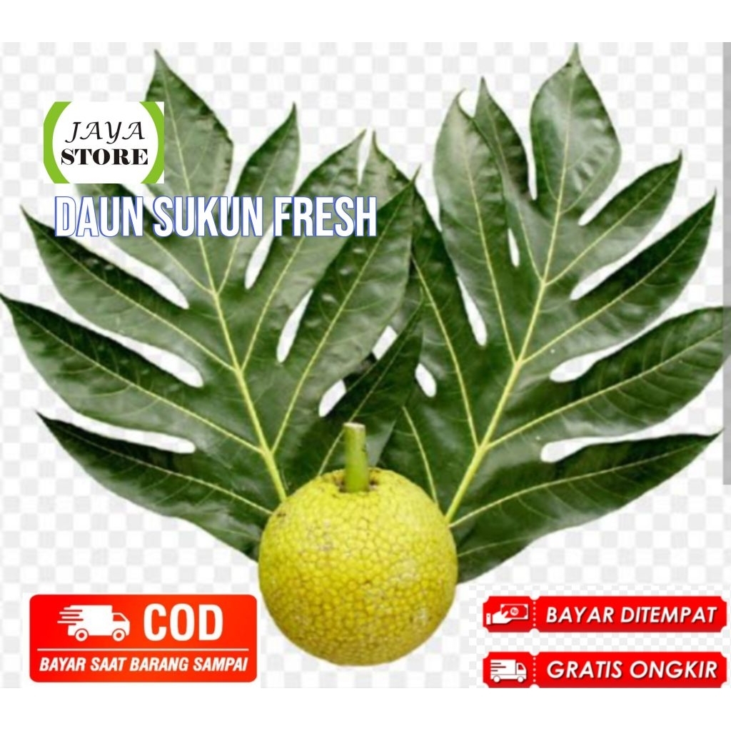 

daun sukun segar 500 grm