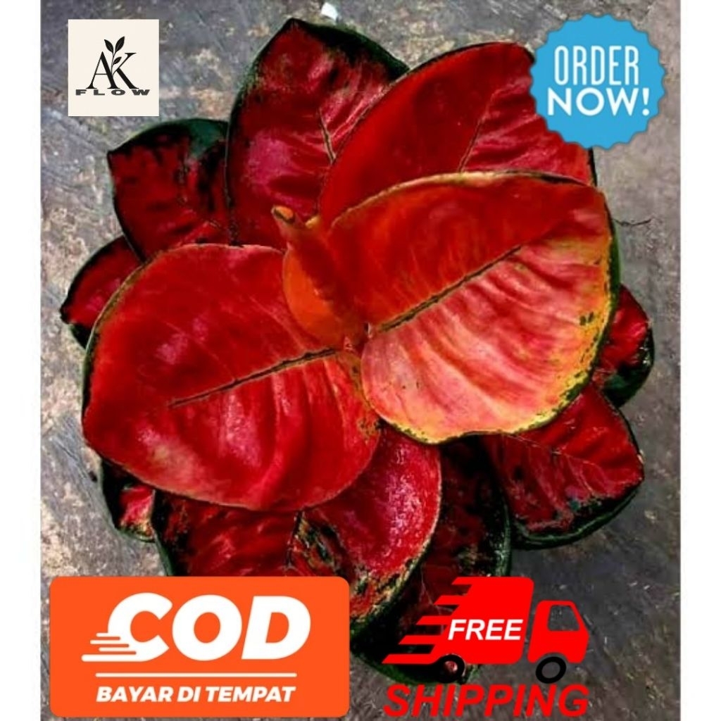 Baby / anakan aglonema suksom mangkok termurah