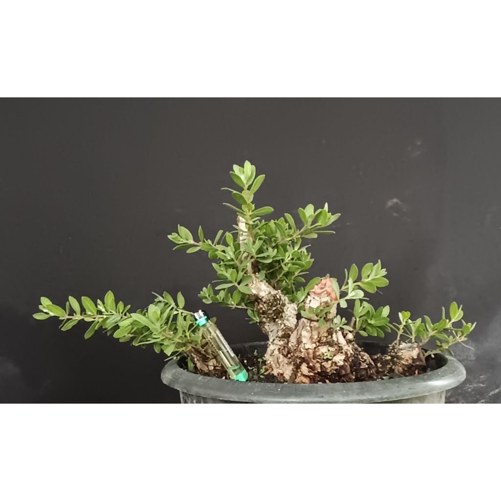 bonsai bahan santigi karang