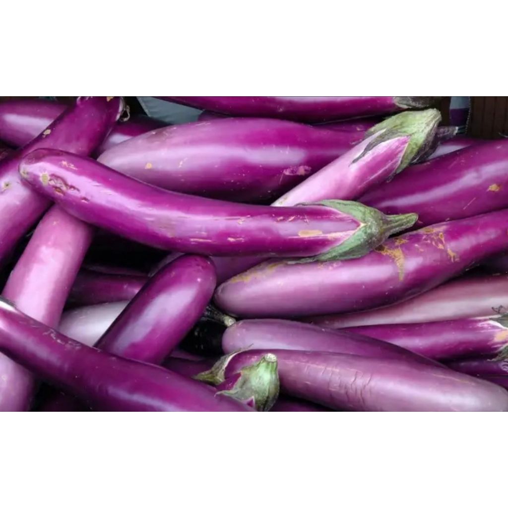 

terong ungu segar 500 gr