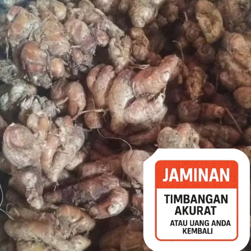 

PROMO MURAH (1Kg) Kencur Segar Asli Petani – 100% Organik & Berkualitas Tinggi