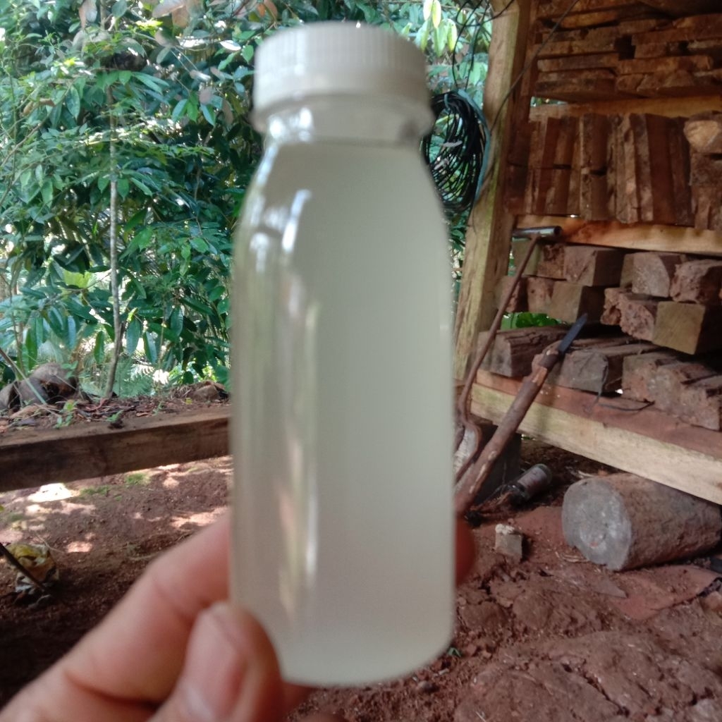 

minyak kelapa/klentik original 100ml