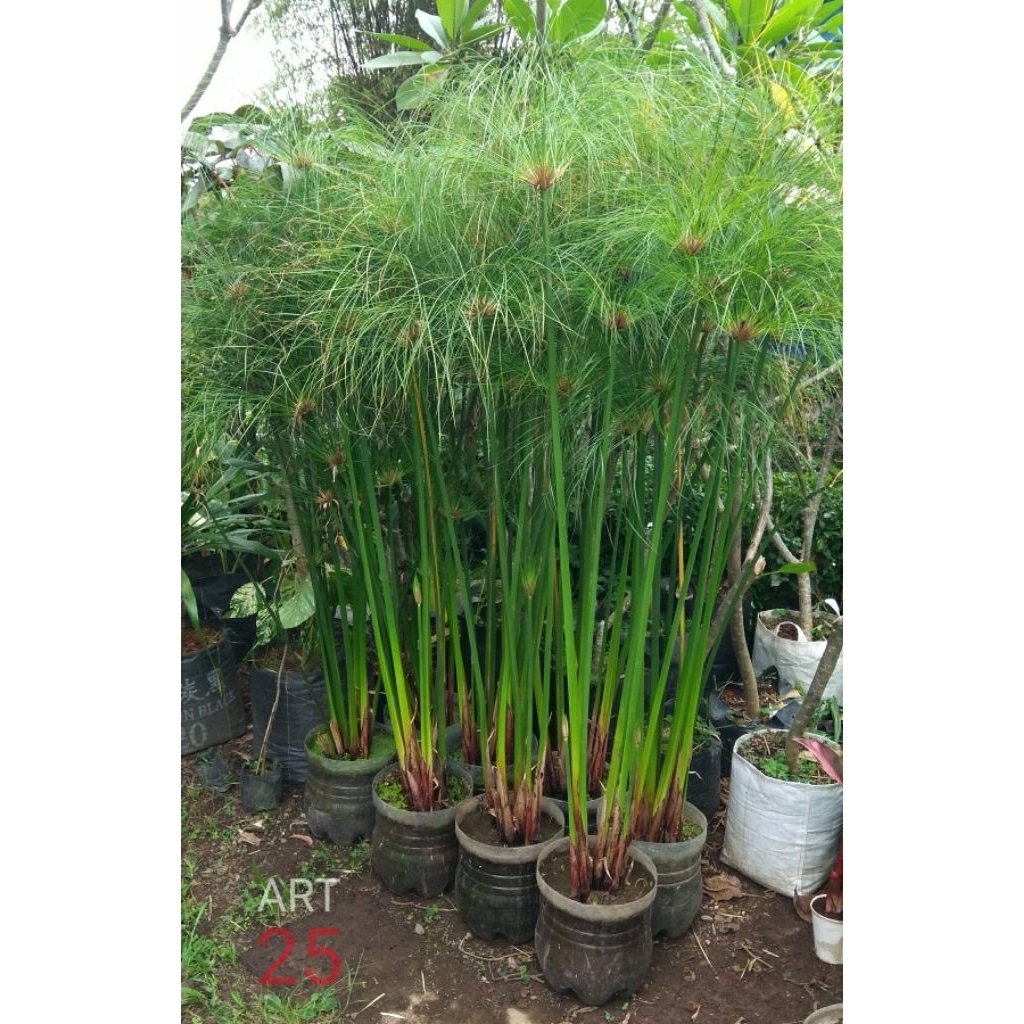 Cyperus Papyrus Giant Tinggi 1,5 Meter