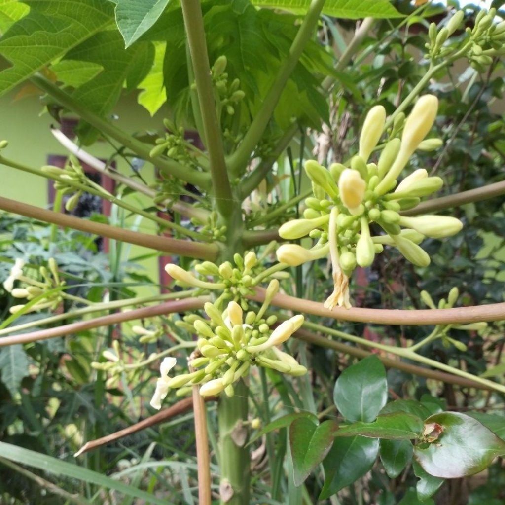 

Bunga Pepaya Karayunan Bahan Sayuran Berat 1Kg Segar.