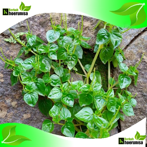 

Daun Sirih cina / suruhan / ketumpang air segar 1 kg