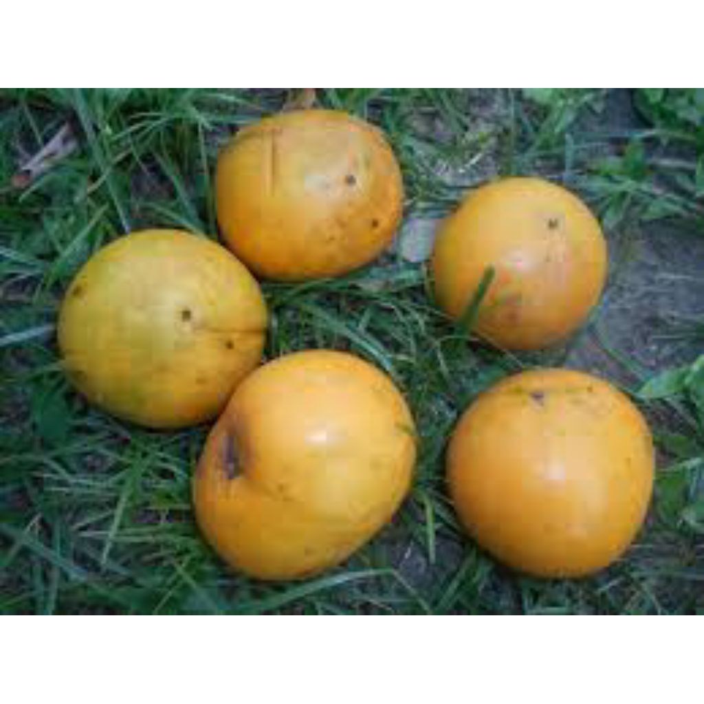 

buah mundu fresh per 1 kg
