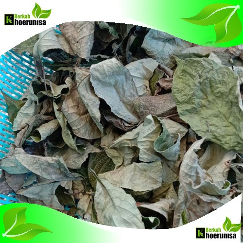 

Daun keji Beling/Pecah Beling kering 500 gram