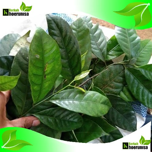 

Daun pala segar 500 gram herbal alami petik dadakan