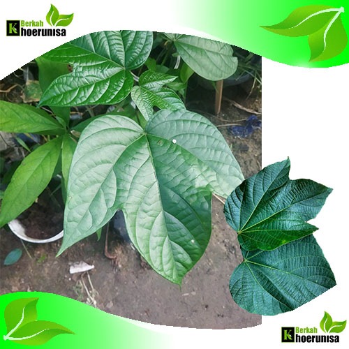 

Daun Pangi / Picung / Kluwek Segar 500 gram herbal alami