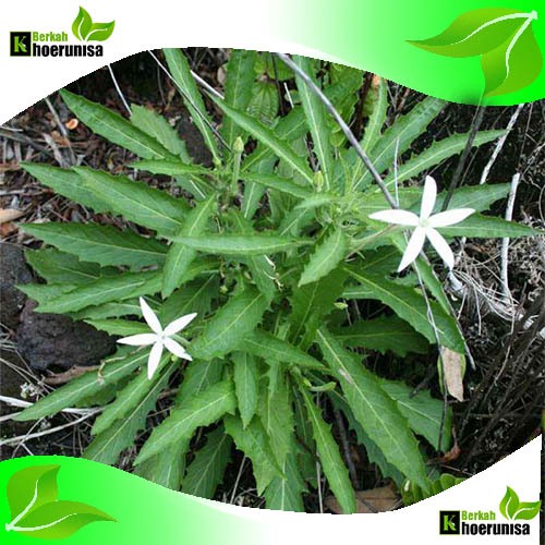 

Daun kitolod Segar 100 gram herbal alami fresh