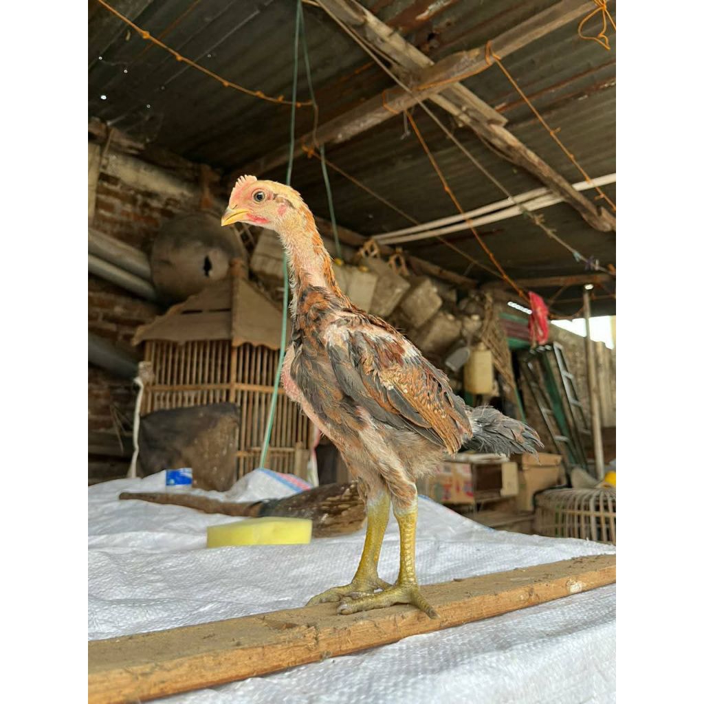 

Telur Ayam Mangon Original 100% Usia 1 Bulan 2 Minggu (4y4m Hidup)