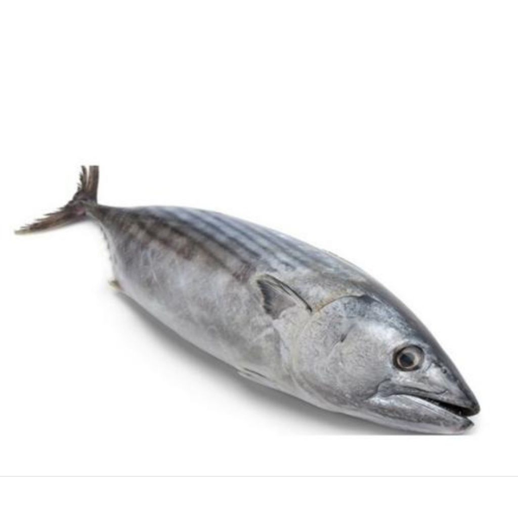 

ikan tongkol segar 1 kg up
