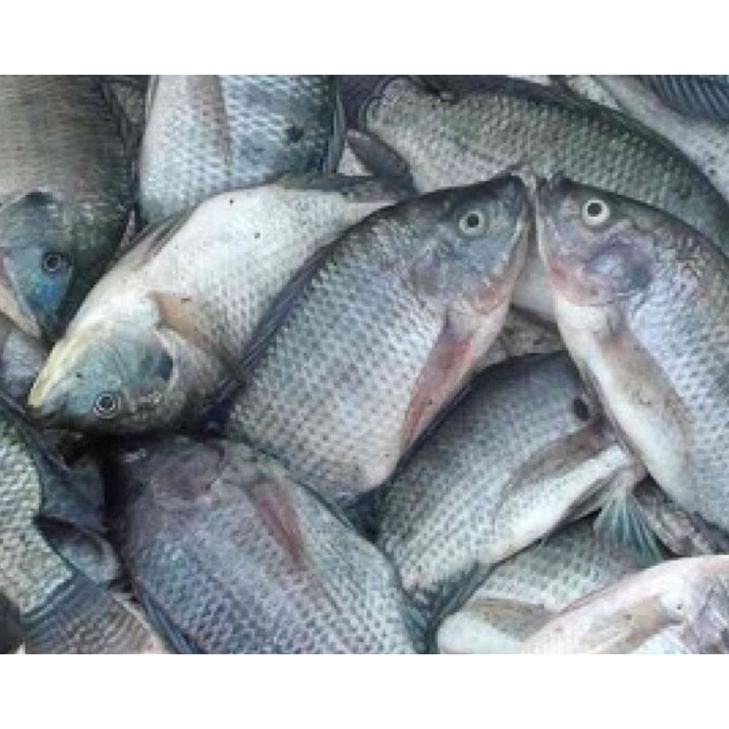 

ikan munjair segar 1kg