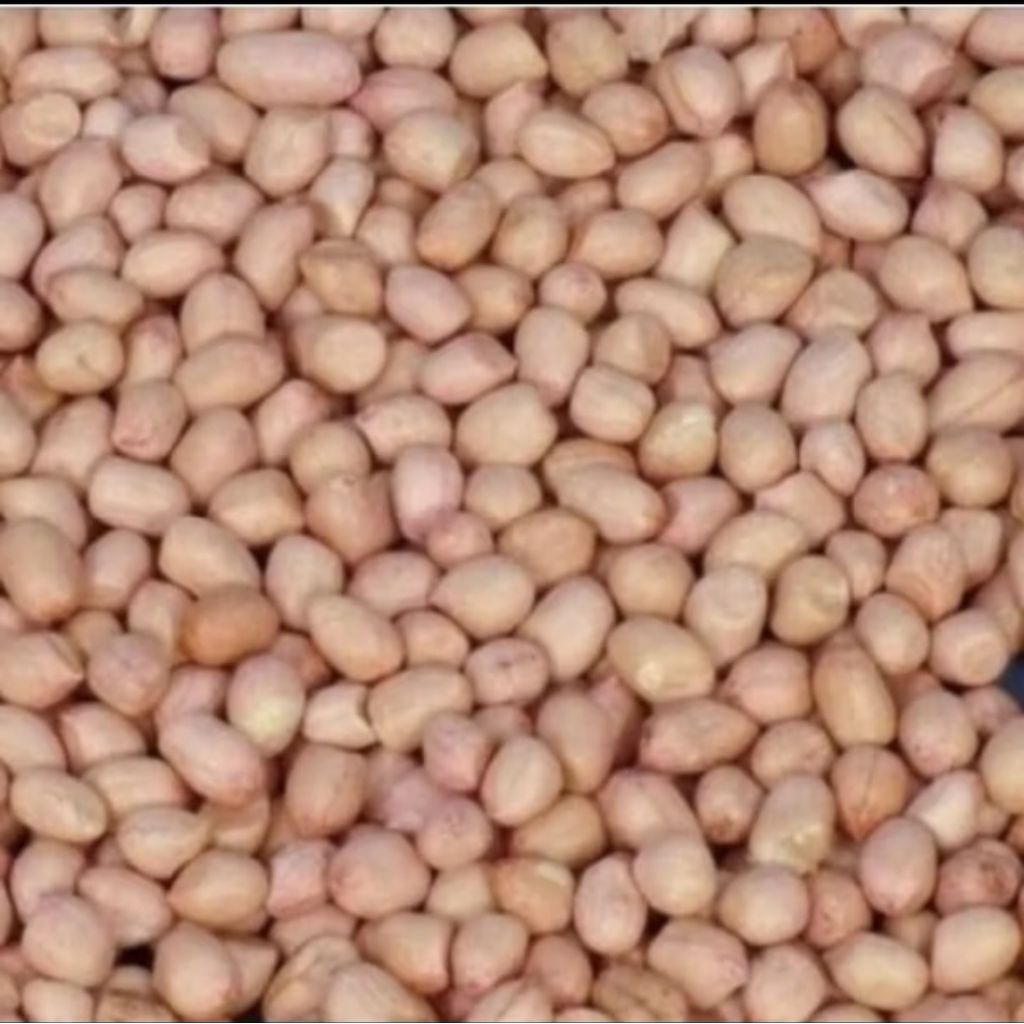 

kacang tanah mentah gert A