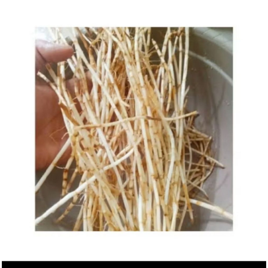 

Akar Alang - Alang Fresh 100 gram - Sayur Segar Instan Malang