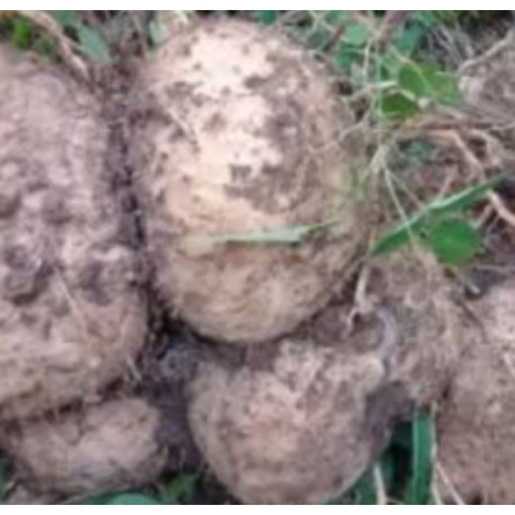 

umbi gadung mentah 1kg makanan beracun obat ganas