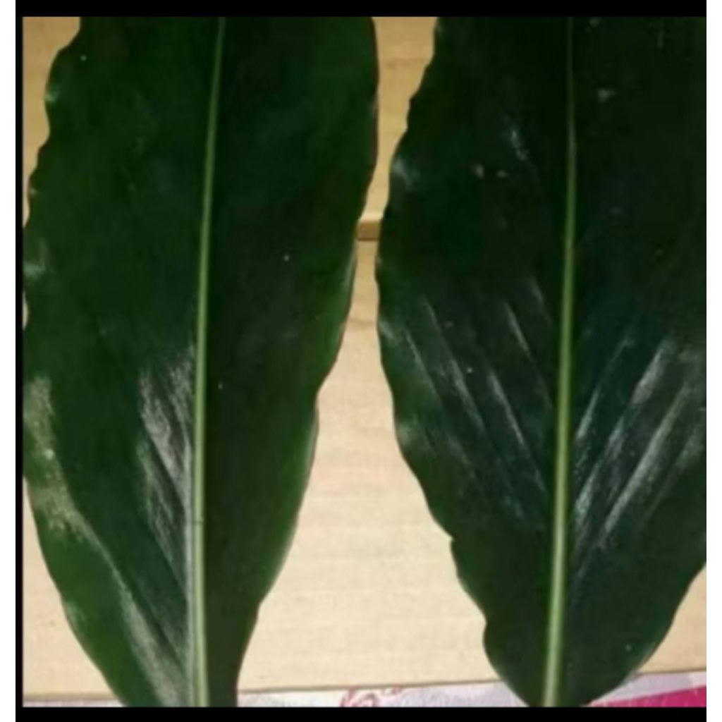 

Daun kecombrang comrang daun honje honye daun rombeh romeh segar fresh obat herbal 500gram