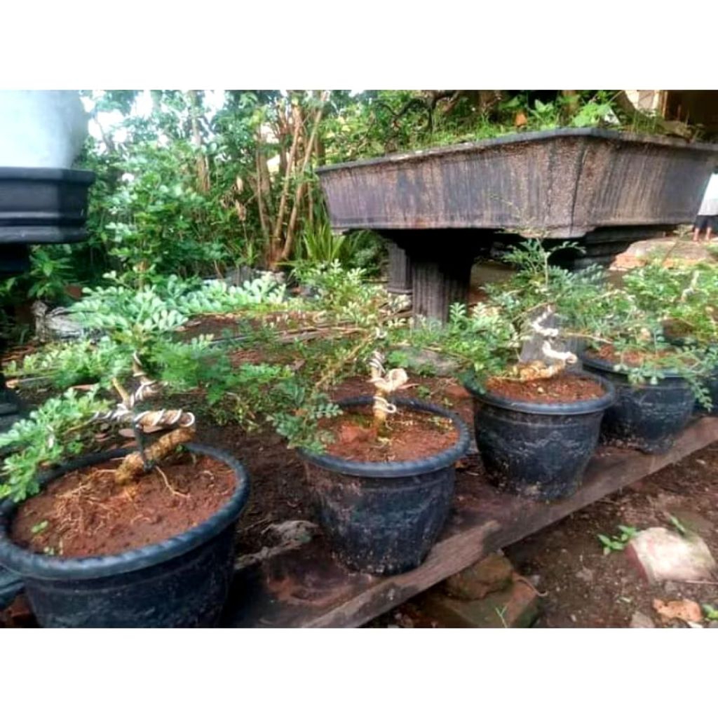 bonsai kawis batu plintiran extrim se jempol kaki