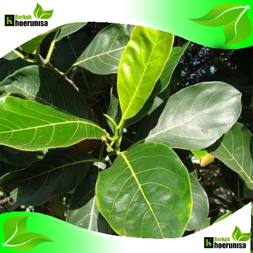 

Daun Nangka Segar 100 lembar herbal fresh