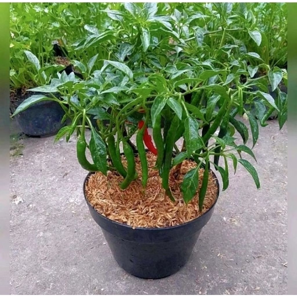 Pohon cabai keriting - bibit tanaman pohon cabai keriting