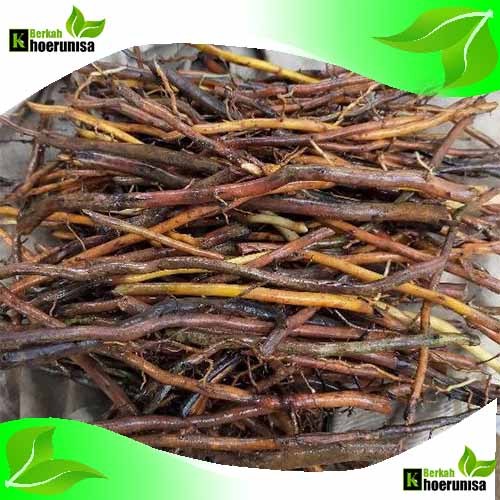 

Akar pohon aren 1 kg herbal alami fresh dadakan