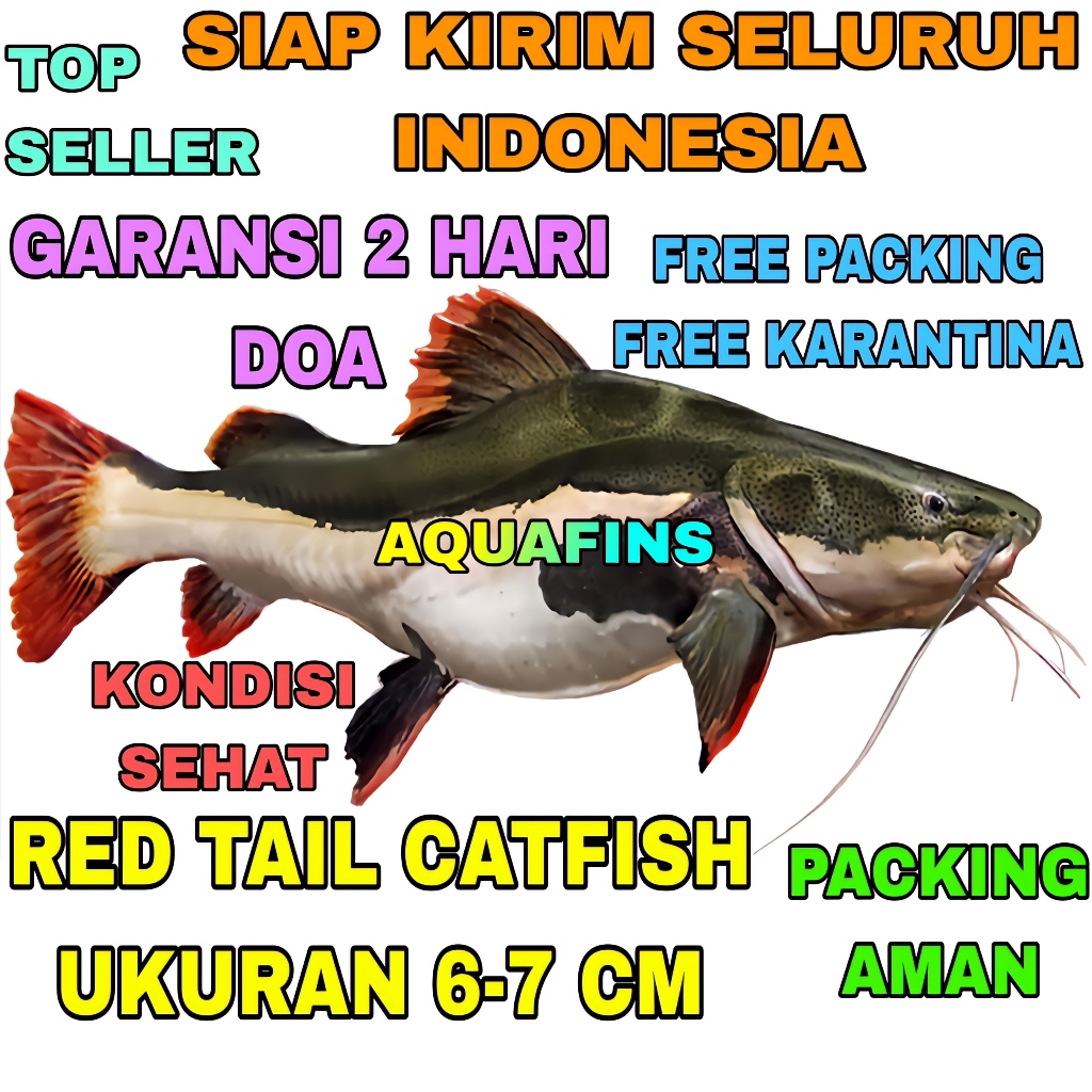 HIASAN LELE AMAZON RED TAIL CATFISH UKURAN 6-7 CM