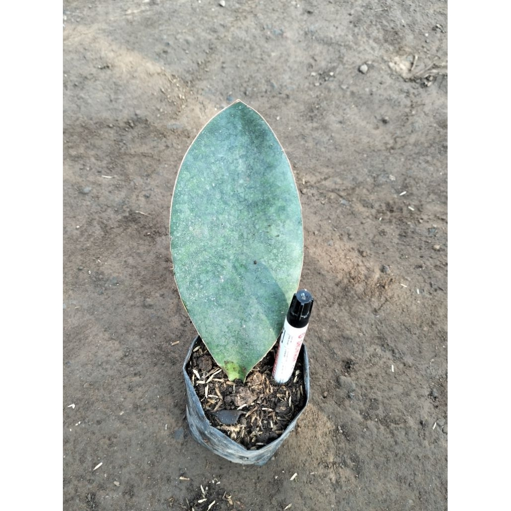 Lidah Mertua Sansevieria Centong 1 Daun
