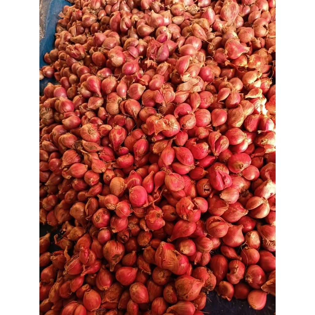 

Bawang Merah Besar-kecil-sedang Harga grosir