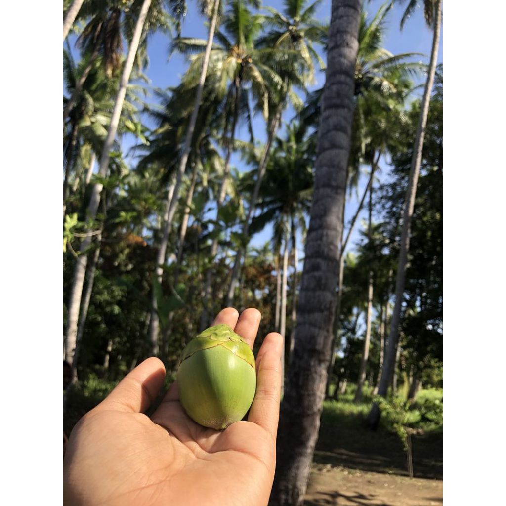 

Beluluk Kelapa Segar