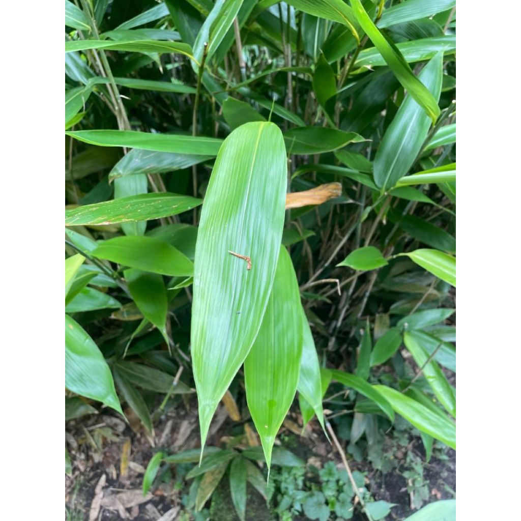 

Daun Bambu Segar – Per Lembar