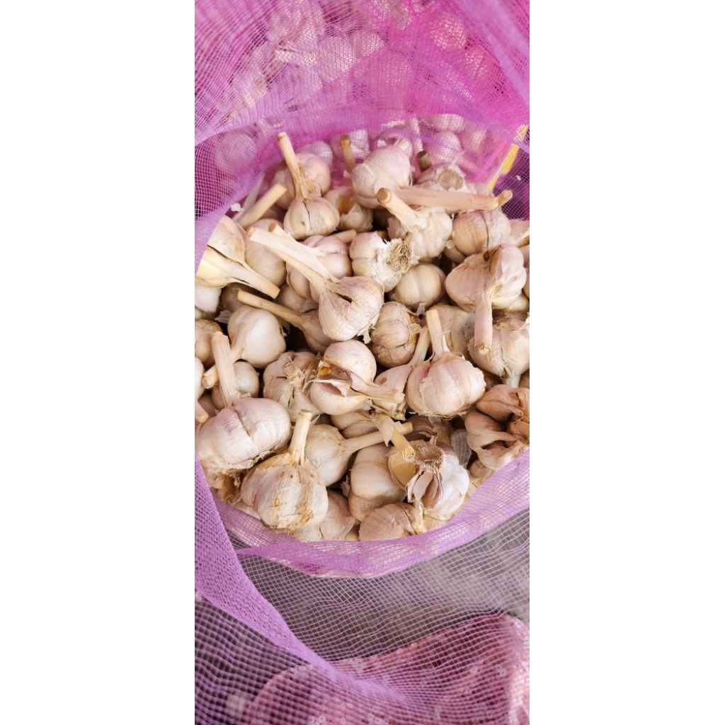 

Bawang Putih 1kgo bersih