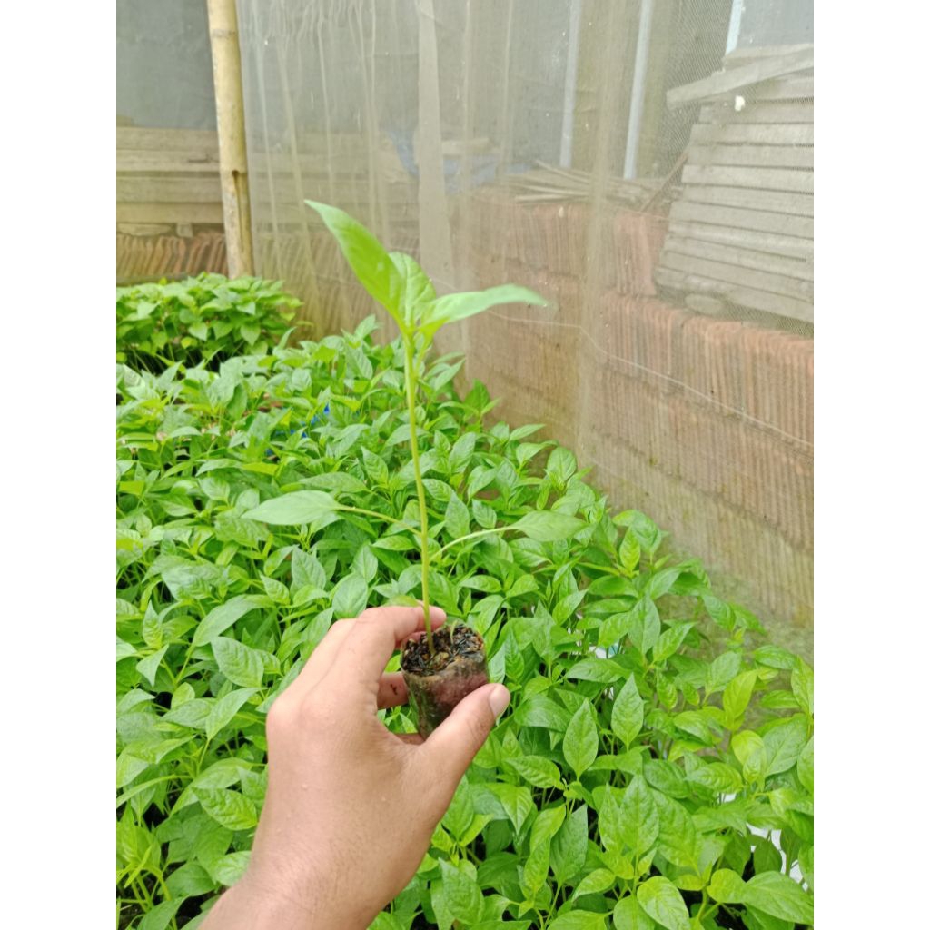 (10 POHON) BIBIT CABAI RAWIT CAPLAK SIAP TANAM - BIBIT CABAI RAWIT HIJAU SIAP TANAM - BIBIT CABE RAW