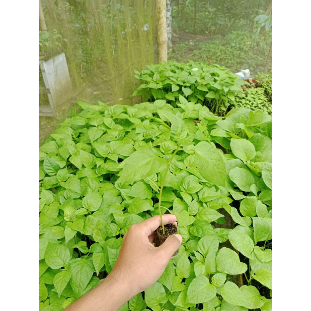 ( 10 POHON ) BIBIT CABE RAWIT SIAP TANAM - BIBIT CABAI RAWIT SIAP TANAM - BIBIT CABE RAWIT UNGGUL - 