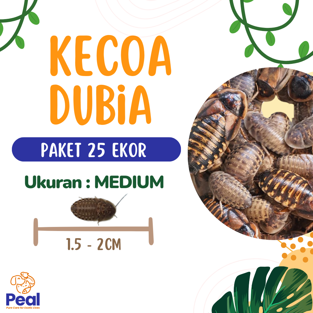 Paket 25 ekor Kecoa Dubia ukuran 1.5 - 2cm (Pakan Reptil/Pakan Gecko/Pakan Alami/Pakan Bearded Drago