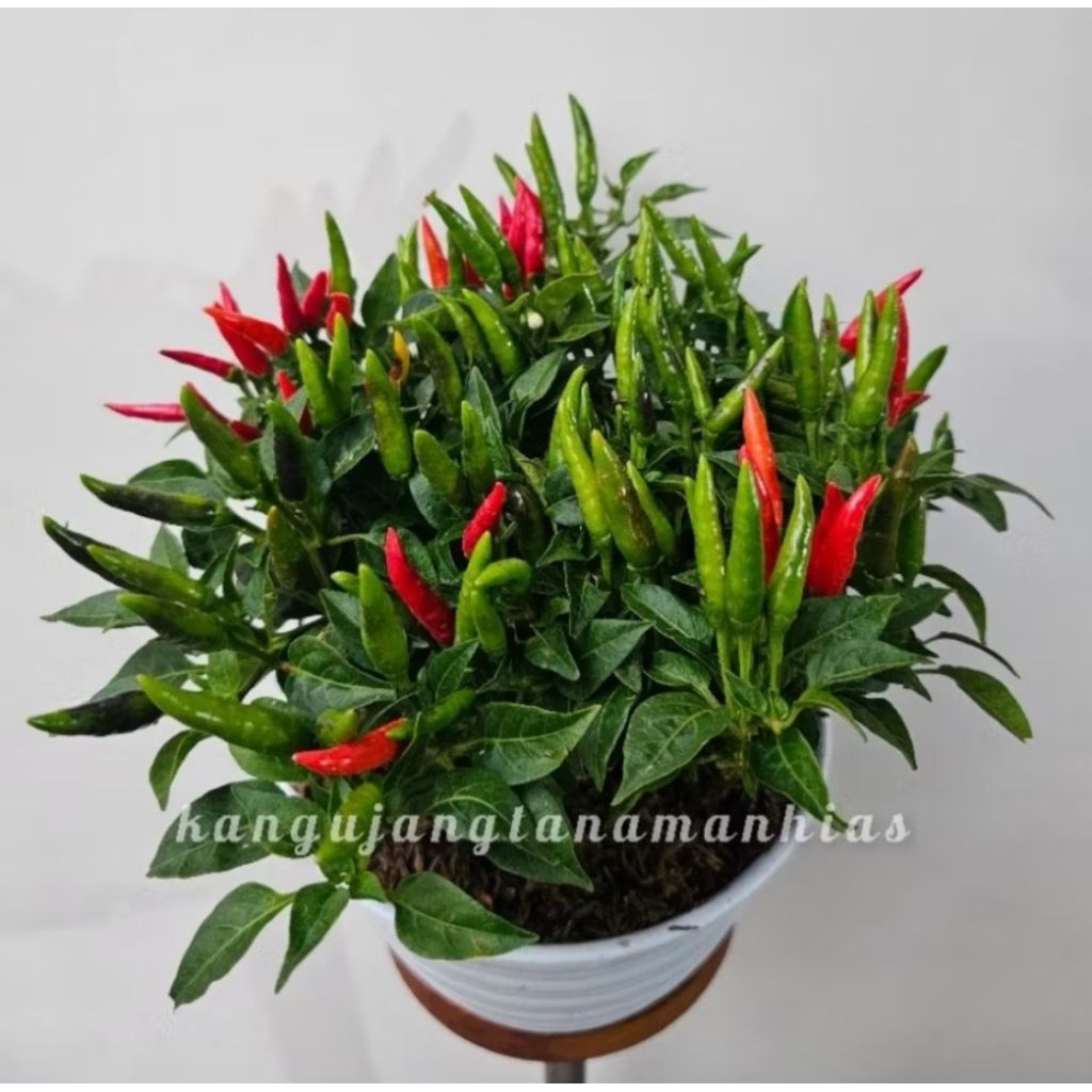 PROMO POHON CABE SETAN BESAR