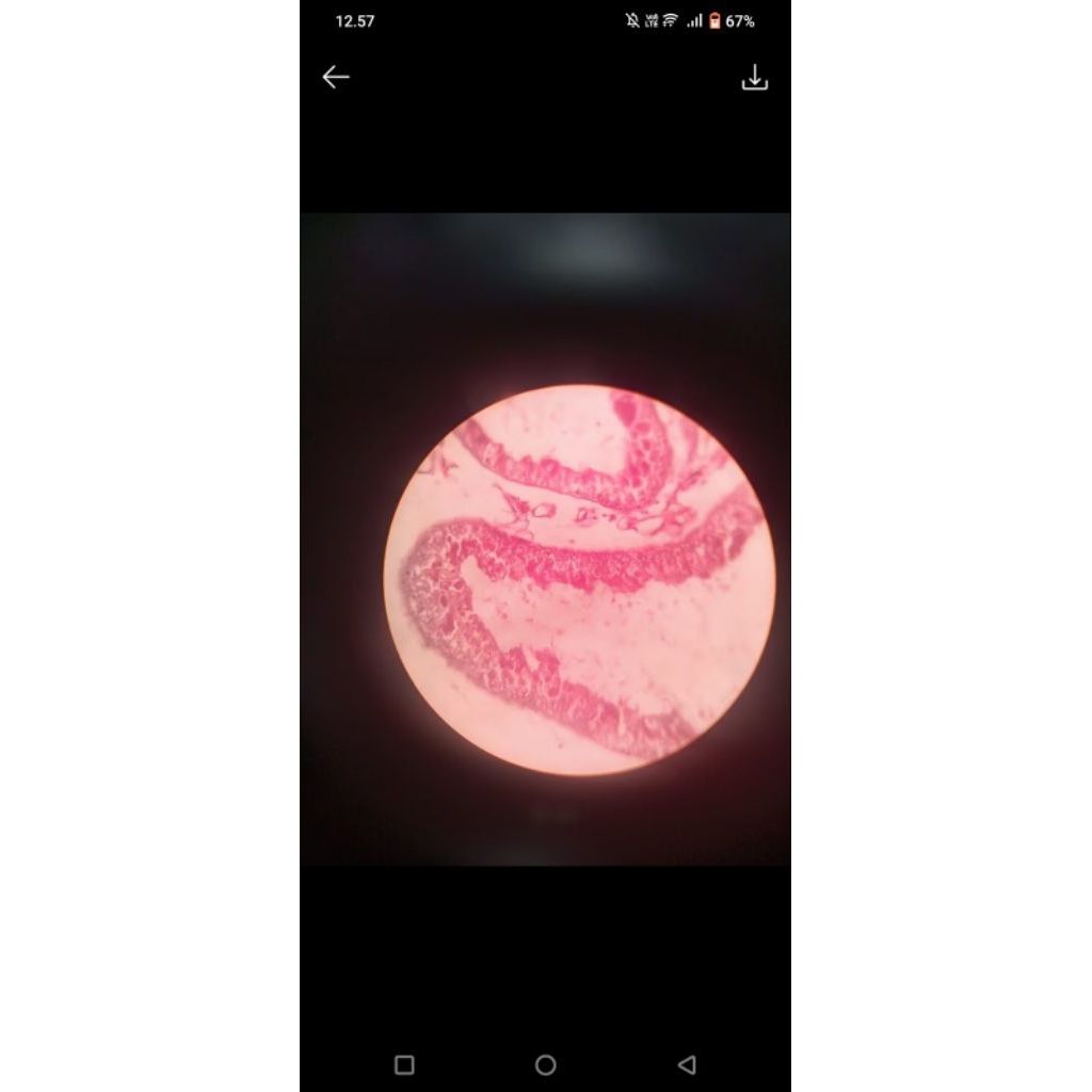 JOKI GAMBAR HISTOLOGI BEBAS REQUEST