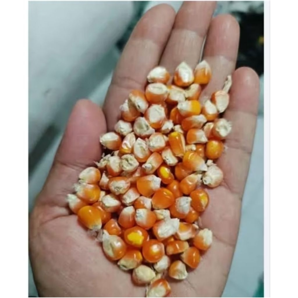 

Jagung bulat jagung kering Jagung Ayam