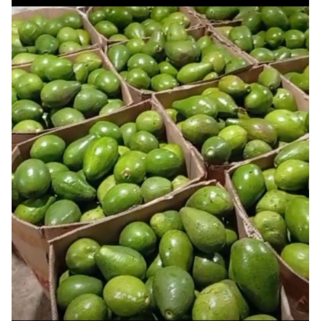 

alpukat mentega segar