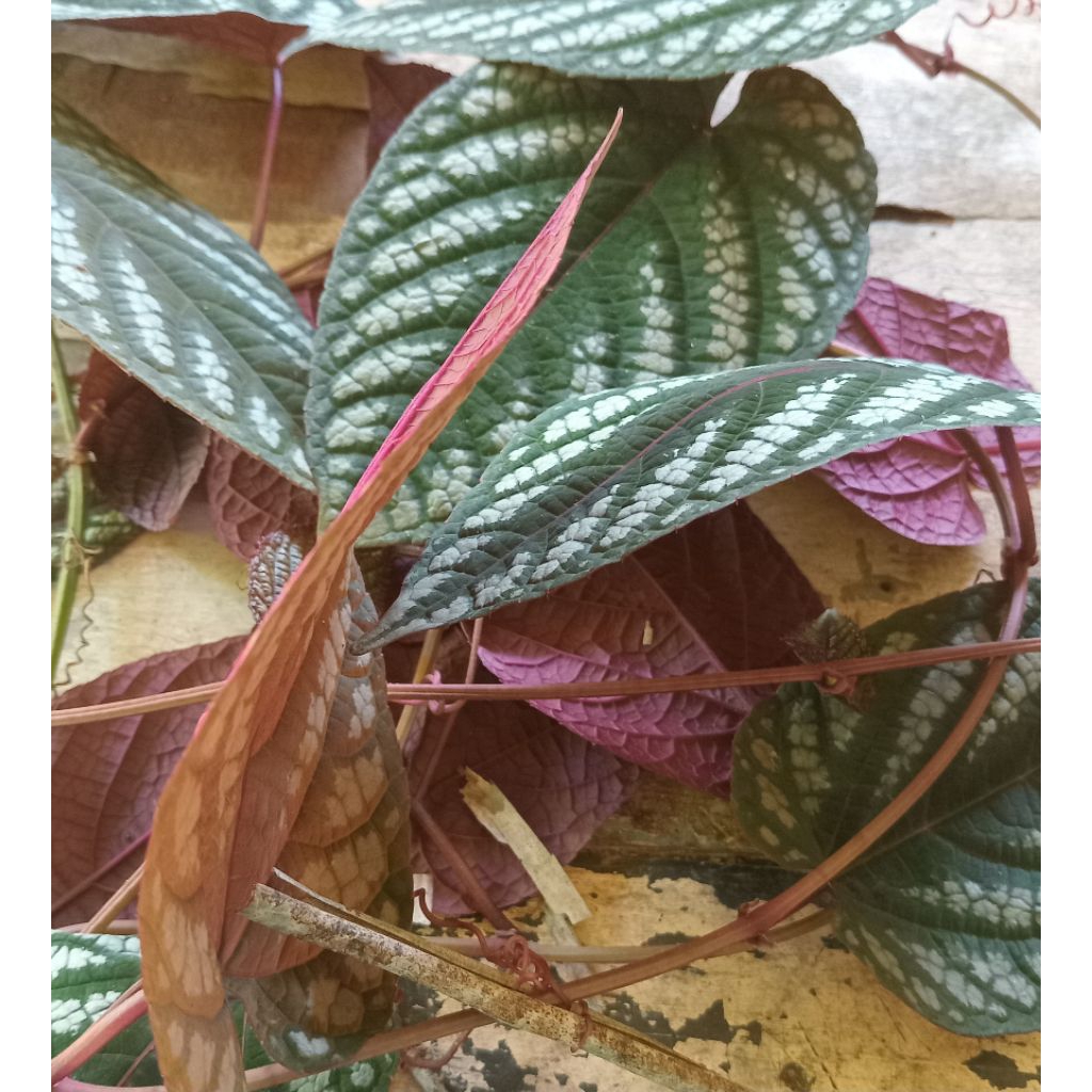 

Jual daun sirih kraton kuwalitas bagus pressegar petik lang sung 80 lembar