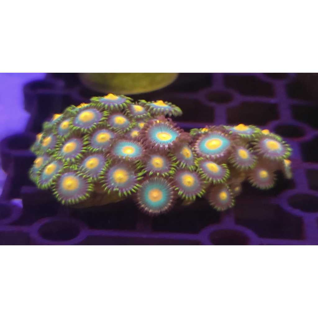 ZOA CORAL