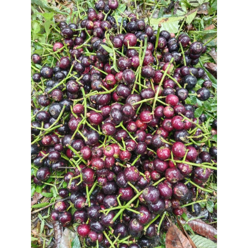 BUAH KUPA BUAH GOWOK SEGAR Per kg