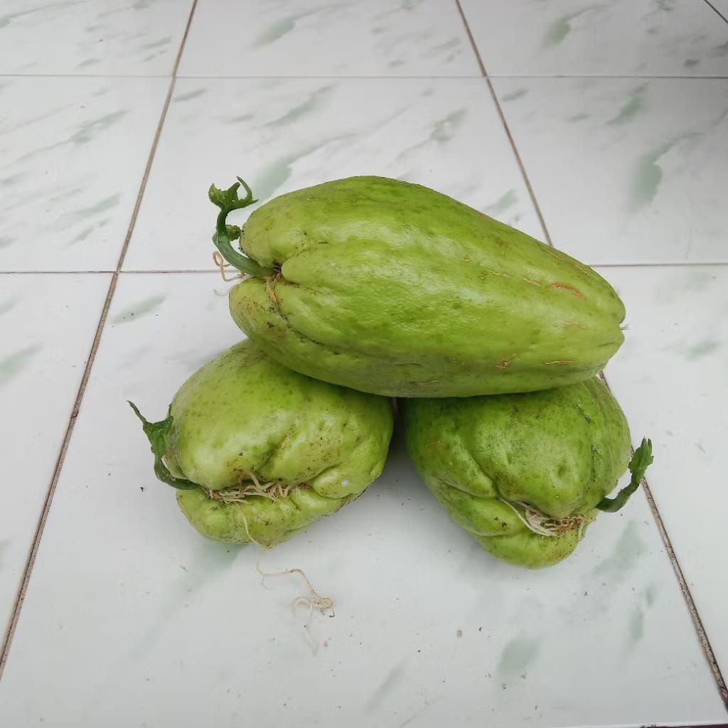 bibit buah labu Siam