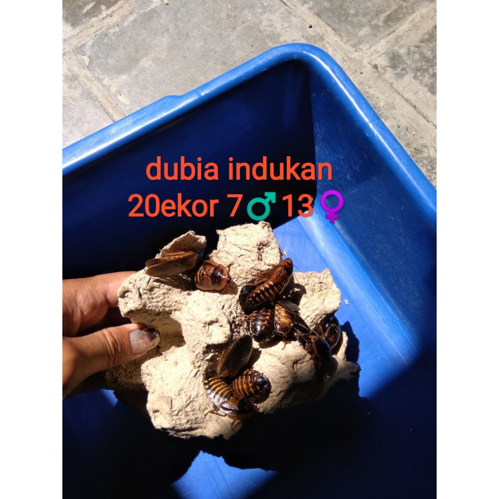 paket ternak kecoa dubia indukan muda siap ternak/untuk pakan